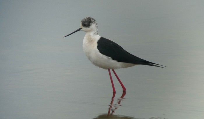 Black-winged Stilt