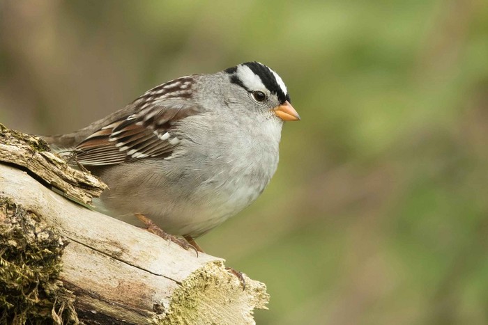Gambel's White-crowned Sparrow