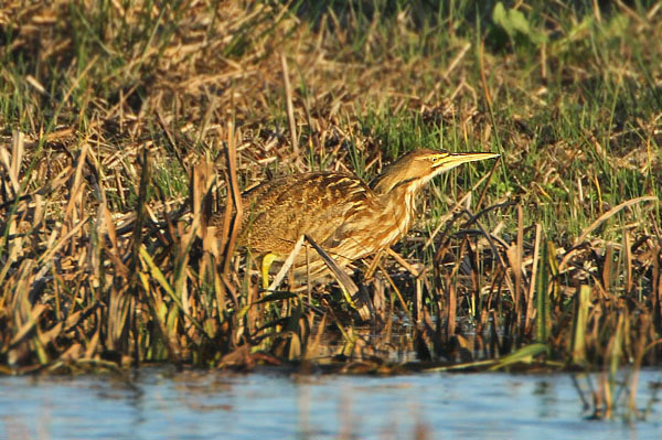 American Bittern