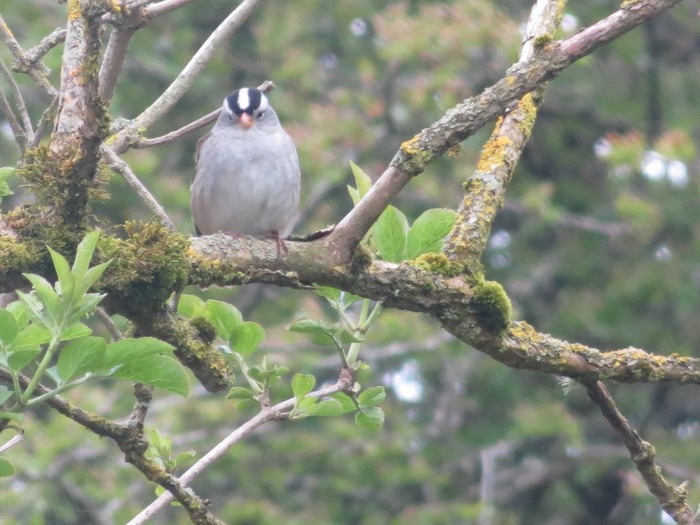 Gambel's White-crowned Sparrow
