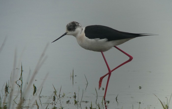 Black-winged Stilt