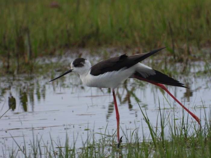 Black-winged Stilt