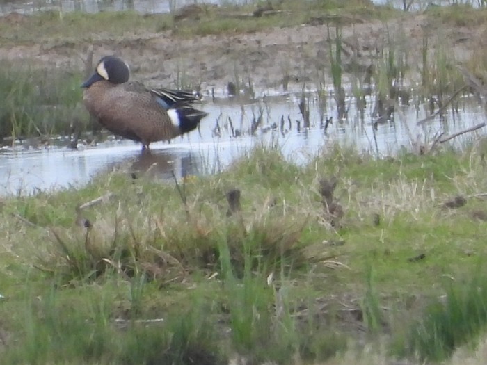 Blue-winged Teal
