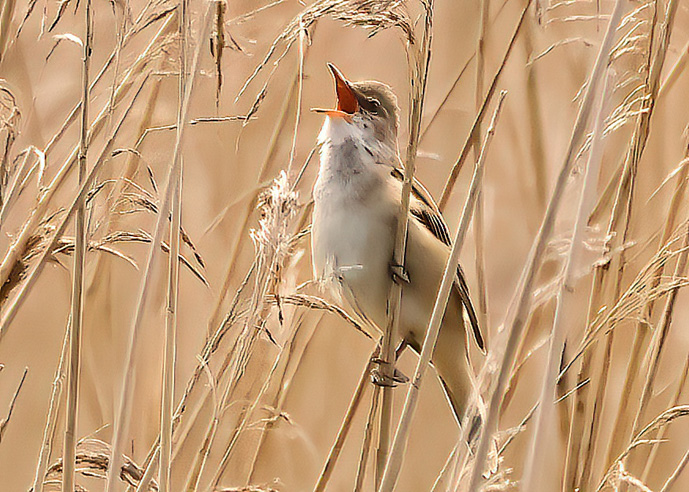 Great Reed Warbler