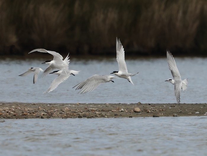 Forster's Tern