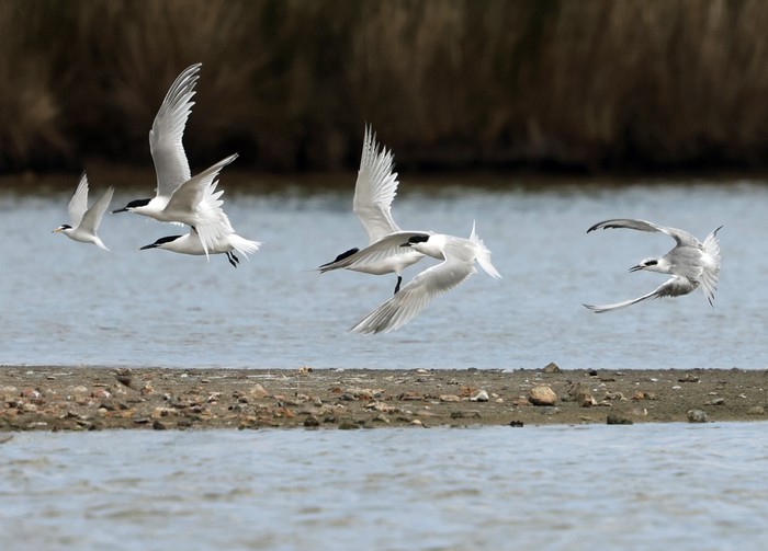Forster's Tern