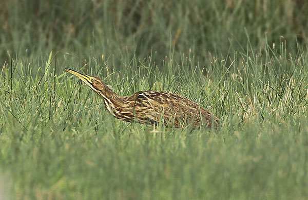 American Bittern