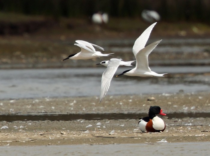 Forster's Tern