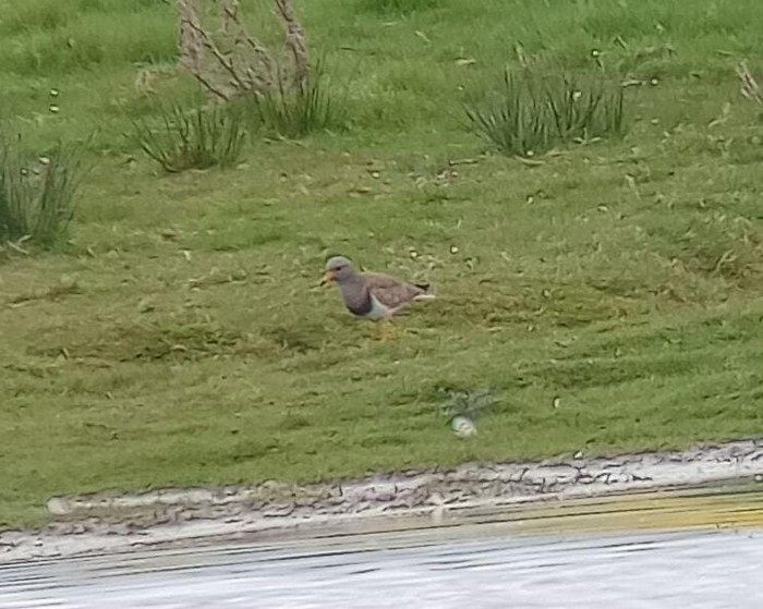 Grey-headed Lapwing
