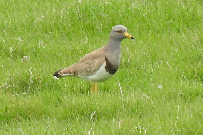 Grey-headed Lapwing