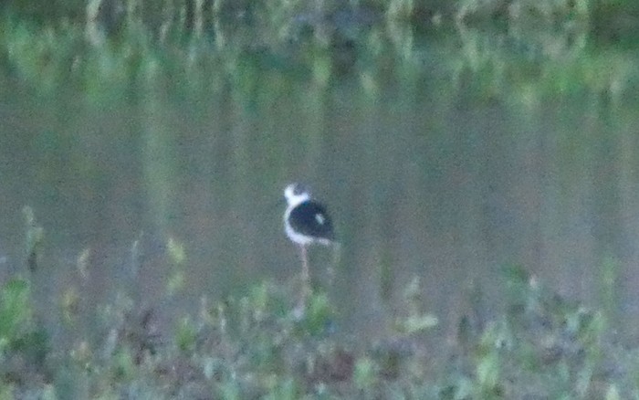 Black-winged Stilt