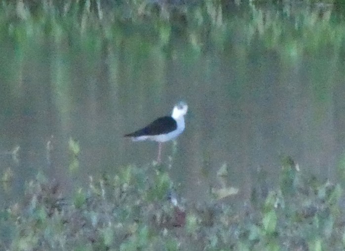 Black-winged Stilt