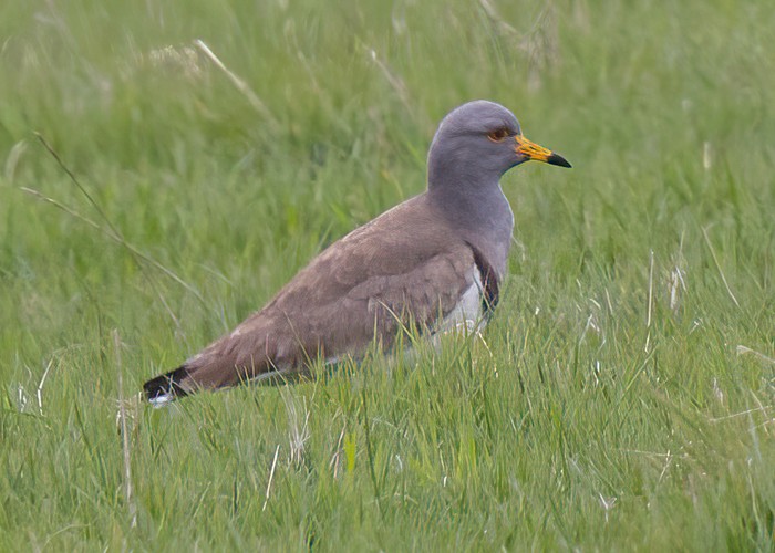 Grey-headed Lapwing