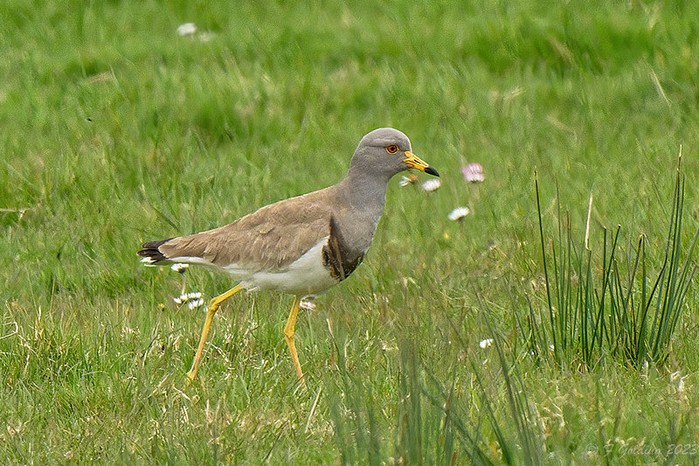 Grey-headed Lapwing