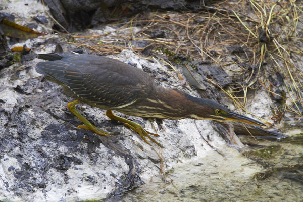 Green Heron