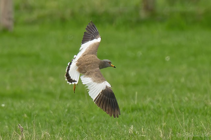 Grey-headed Lapwing