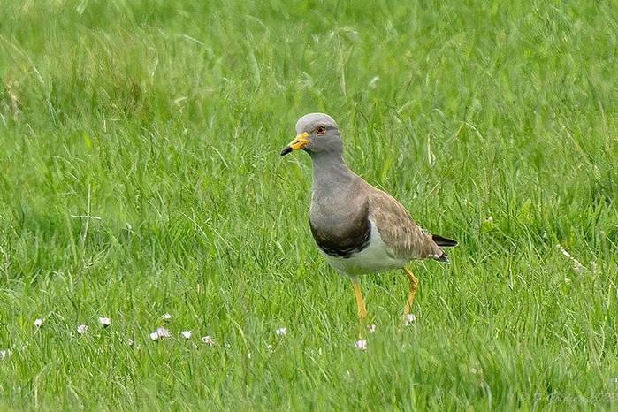 Grey-headed Lapwing