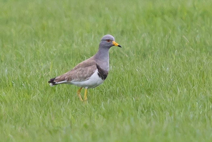 Grey-headed Lapwing