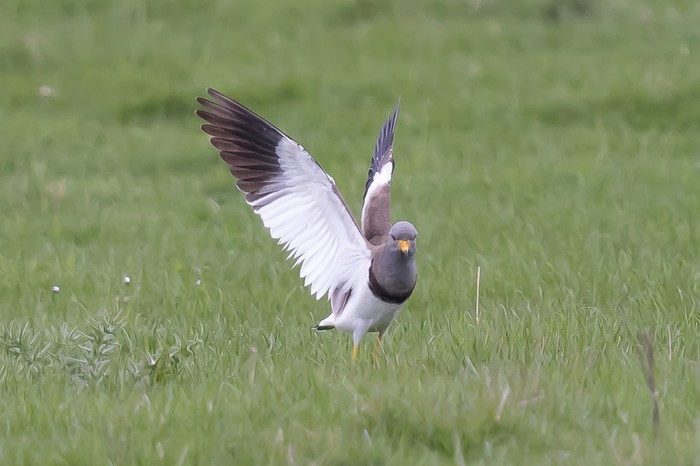 Grey-headed Lapwing