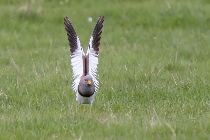 Grey-headed Lapwing