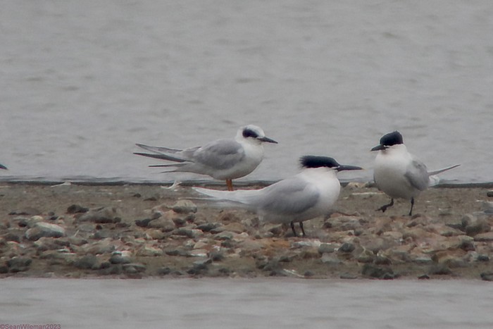 Forster's Tern