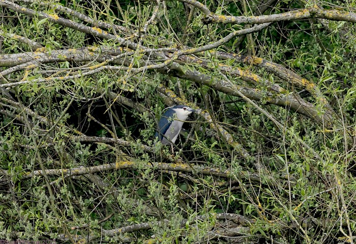 Night Heron