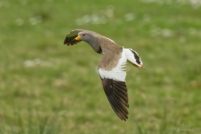 Grey-headed Lapwing