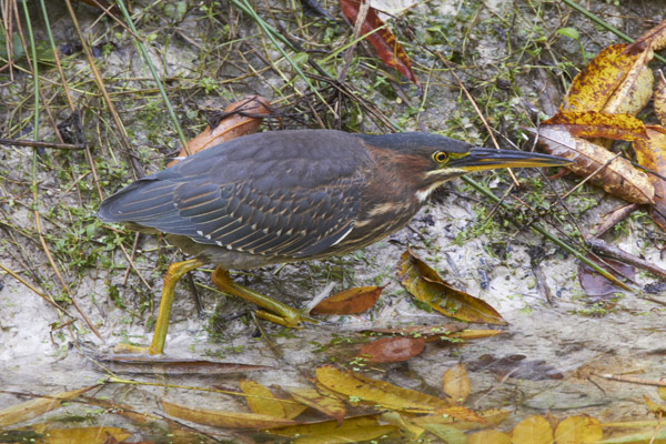 Green Heron