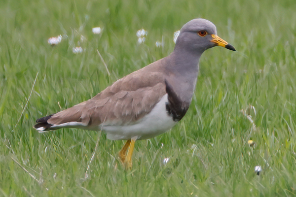 Grey-headed Lapwing