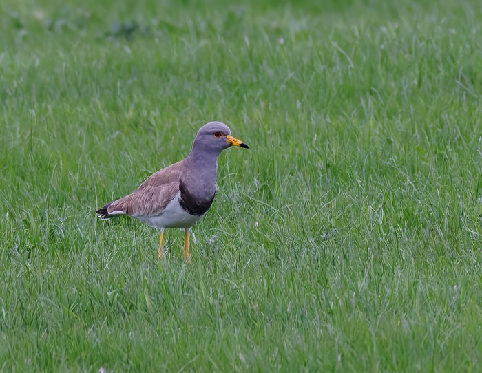 Grey-headed Lapwing