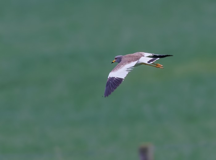 Grey-headed Lapwing