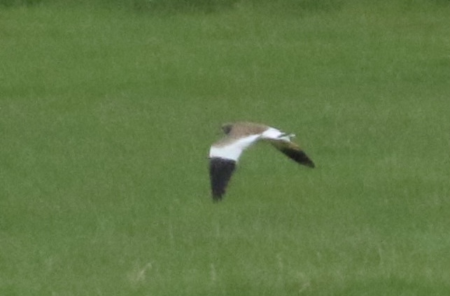 Grey-headed Lapwing