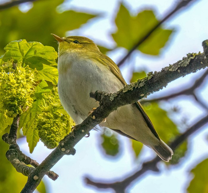 Wood Warbler