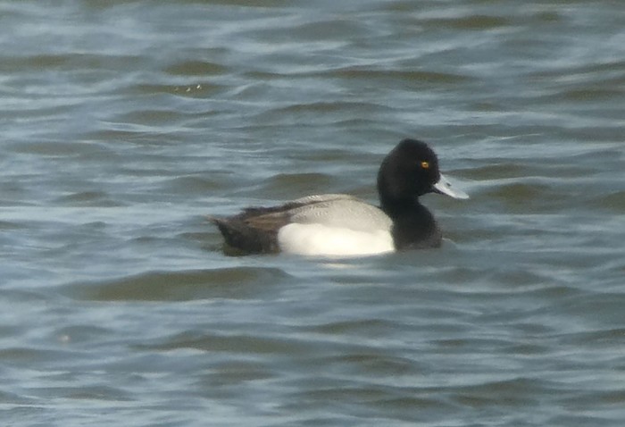 Lesser Scaup