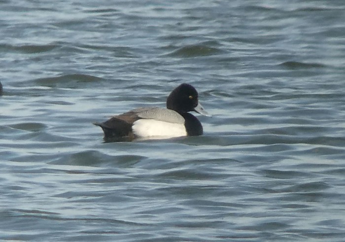 Lesser Scaup