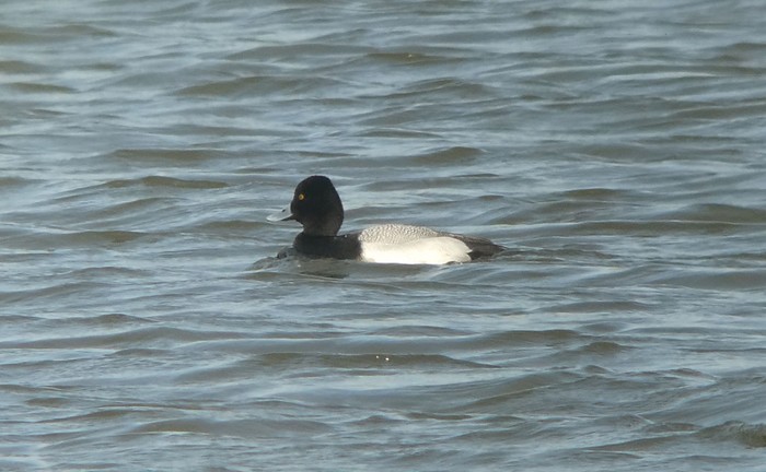 Lesser Scaup