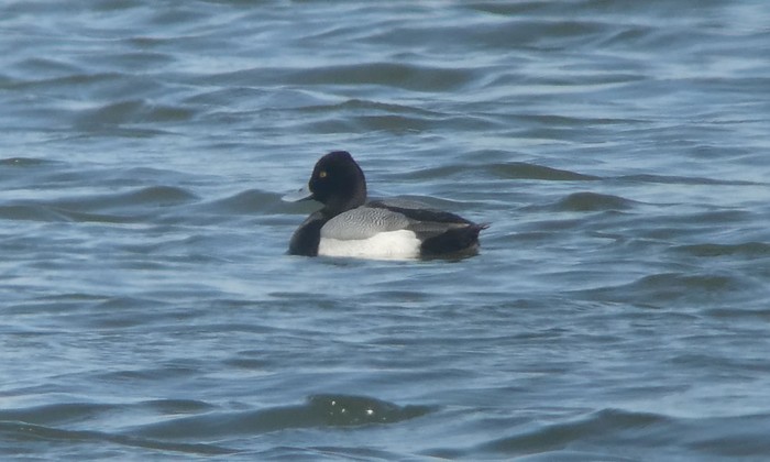 Lesser Scaup