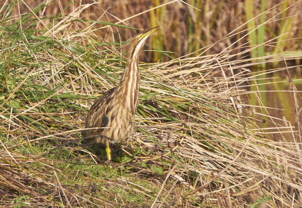 American Bittern