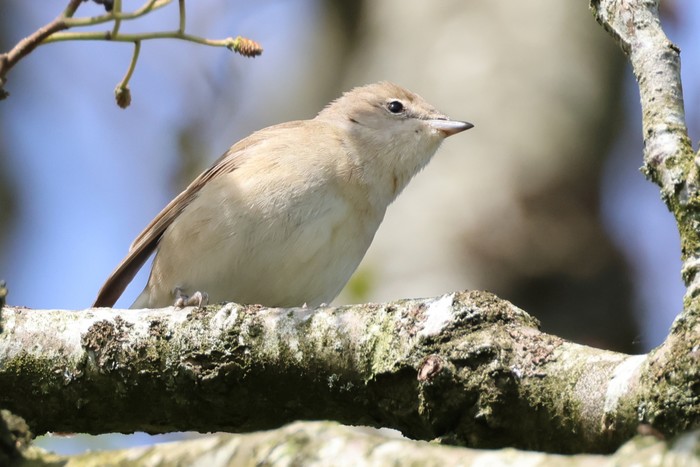 Garden Warbler