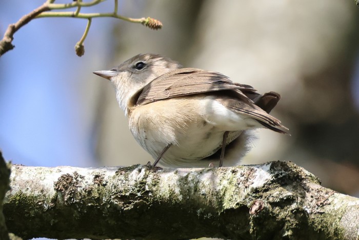Garden Warbler