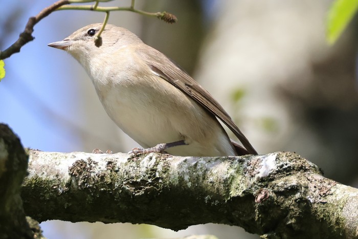 Garden Warbler