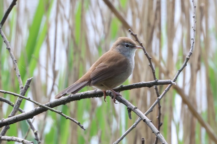 Cetti's Warbler