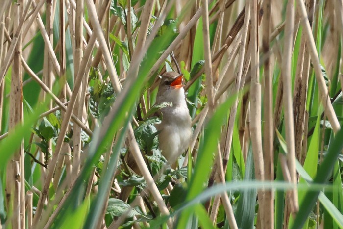 Great Reed Warbler