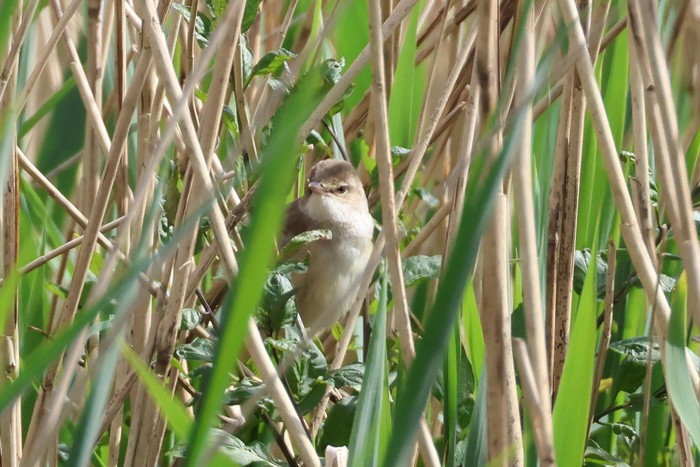 Great Reed Warbler