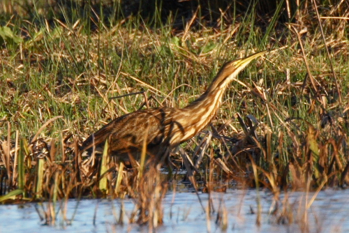 American Bittern
