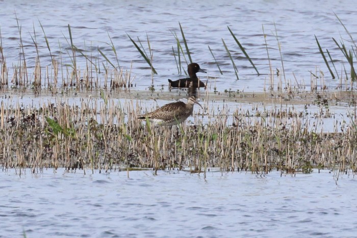 Whimbrel