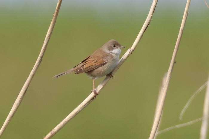 Whitethroat