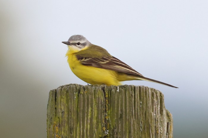 Channel Wagtail