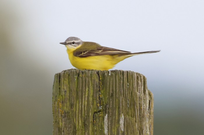 Channel Wagtail