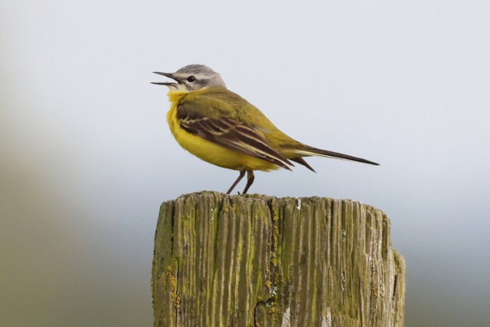 Channel Wagtail